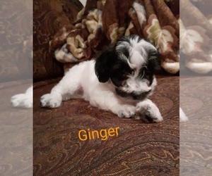 Poodle (Toy)-Ratshire Terrier Mix Puppy for sale in HAMBURG, PA, USA