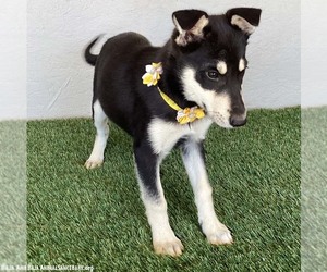 Foxy - Female Miniature Pinscher-Siberian Husky Mix Dog for Adoption - Photo #3