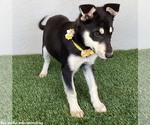 Small #2 Miniature Pinscher-Siberian Husky Mix