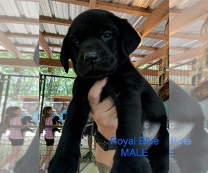 Labrador Retriever Puppy for sale in ROCKMART, GA, USA