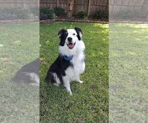 Australian Shepherd Dogs for adoption in Kankakee, IL, USA