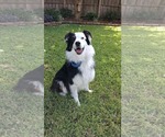 Small Australian Shepherd