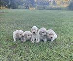 Small Photo #9 Golden Retriever Puppy For Sale in DOTHAN, AL, USA