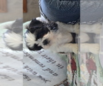 Small Photo #9 Shih Tzu-Zuchon Mix Puppy For Sale in GREENWOOD, WI, USA