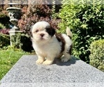 Small #2 Shih Tzu