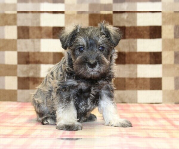 Medium Photo #4 Schnauzer (Miniature) Puppy For Sale in DENVER, PA, USA