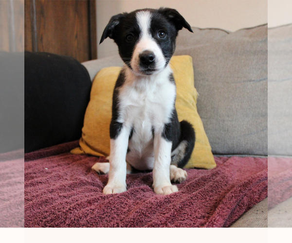 Medium Photo #4 Border-Aussie Puppy For Sale in CAMARILLO, CA, USA