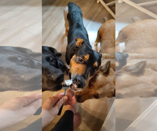 Medium Photo #5 Mutt Puppy For Sale in New London, WI, USA