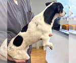 Small #2 Rat Terrier Mix