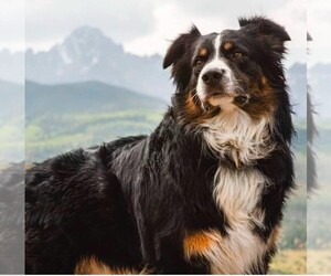 Father of the Aussiedoodle puppies born on 01/14/2025