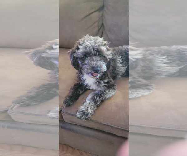 Medium Photo #3 Poodle (Miniature) Puppy For Sale in Lee's Summit, MO, USA