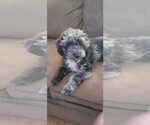 Small #2 Poodle (Miniature)