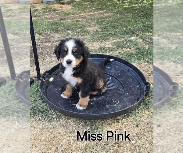 Medium Photo #15 Bernese Mountain Dog Puppy For Sale in SALMON, ID, USA