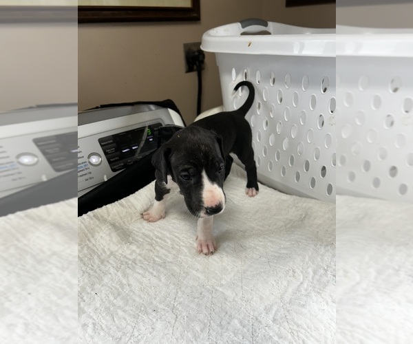 Medium Photo #1 Great Dane Puppy For Sale in GERMANSVILLE, PA, USA