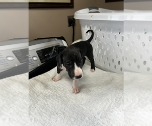Great Dane Puppy for sale in GERMANSVILLE, PA, USA