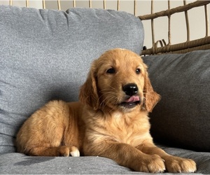 Golden Retriever Puppy for sale in INDIANAPOLIS, IN, USA