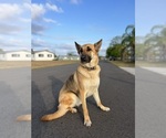 Small Photo #1 German Shepherd Dog Puppy For Sale in LEHIGH ACRES, FL, USA