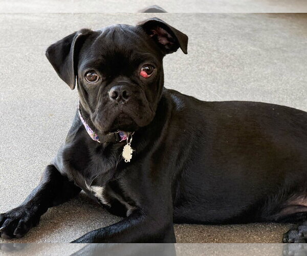 Medium Photo #4 Pug-Unknown Mix Puppy For Sale in San Diego, CA, USA