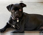 Small #3 Pug Mix