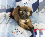 Small Photo #1 Soft Coated Wheaten Terrier Puppy For Sale in MILWAUKEE, WI, USA