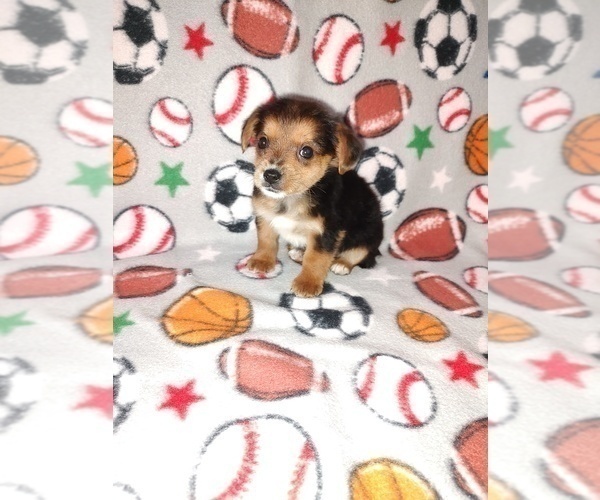 Medium Photo #9 YorkiePoo Puppy For Sale in LAPEER, MI, USA