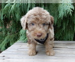 Small #2 Labradoodle
