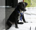 Small #3 Whippet Mix