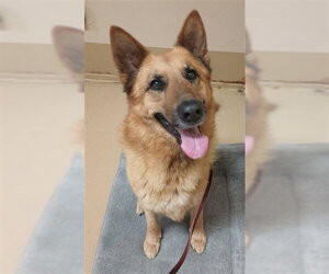 German Shepherd Dog Dogs for adoption in Chula Vista, CA, USA