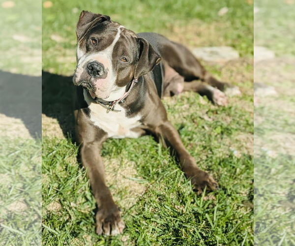 Medium Photo #3 American Bulldog-Staffordshire Bull Terrier Mix Puppy For Sale in Germantown, OH, USA