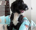Small Photo #3 Portuguese Water Dog Puppy For Sale in Grovertown, IN, USA