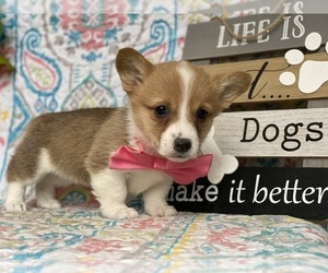 Pembroke Welsh Corgi Puppy for sale in LANCASTER, PA, USA