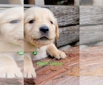Small Photo #25 Golden Retriever Puppy For Sale in CHINO HILLS, CA, USA