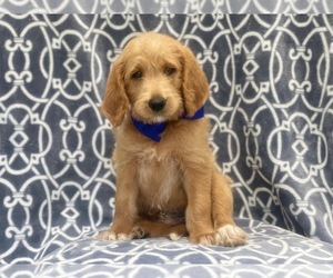 Labradoodle Puppy for sale in LAKELAND, FL, USA
