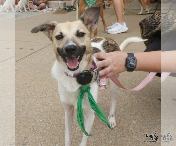 Medium Photo #9 Mutt Puppy For Sale in Washington, DC, USA