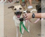 Small Photo #9 Mutt Puppy For Sale in Washington, DC, USA