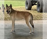 Small #3 Mutt
