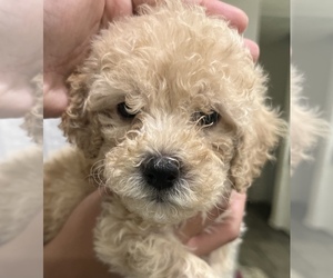Maltese-Maltipoo Mix Puppy for sale in SAN FERNANDO, CA, USA