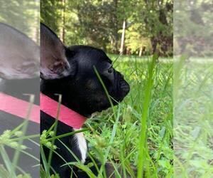 French Bulldog Puppy for sale in JACKSONVILLE, FL, USA