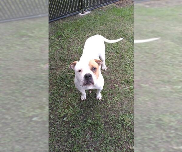 Medium Photo #1 American Staffordshire Terrier-Unknown Mix Puppy For Sale in San Antonio, TX, USA