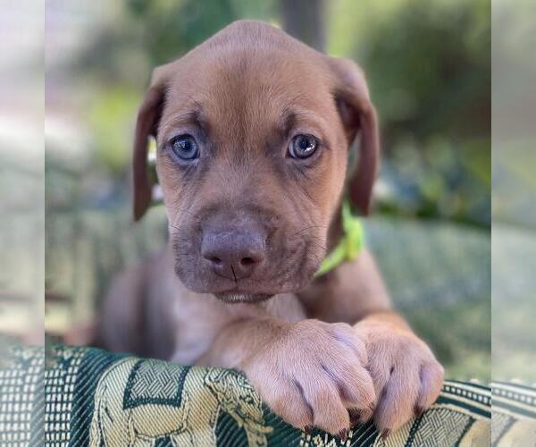 Medium Photo #2 Mutt Puppy For Sale in San Diego, CA, USA