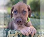 Small #1 Mutt