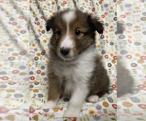 Shetland Sheepdog Puppy for sale in ALBANY, OR, USA