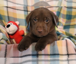 Labrador Retriever Puppy for sale in SPOTSYLVANIA, VA, USA