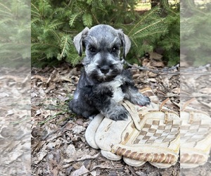Schnauzer (Miniature) Puppy for sale in MIDDLEBURY, IN, USA