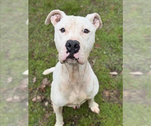 Medium Photo #2 American Pit Bull Terrier-Unknown Mix Puppy For Sale in Conroe, TX, USA