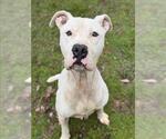 Small #1 American Pit Bull Terrier Mix