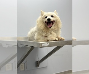 Mother of the American Eskimo Dog puppies born on 04/30/2026