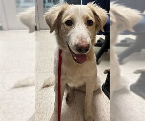 Golden Retriever-Unknown Mix Dogs for adoption in Plano, TX, USA