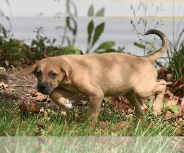 Medium Photo #12 Australian Shepherd-Beagle Mix Puppy For Sale in Mechanicsburg, PA, USA