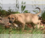 Small Photo #12 Australian Shepherd-Beagle Mix Puppy For Sale in Mechanicsburg, PA, USA